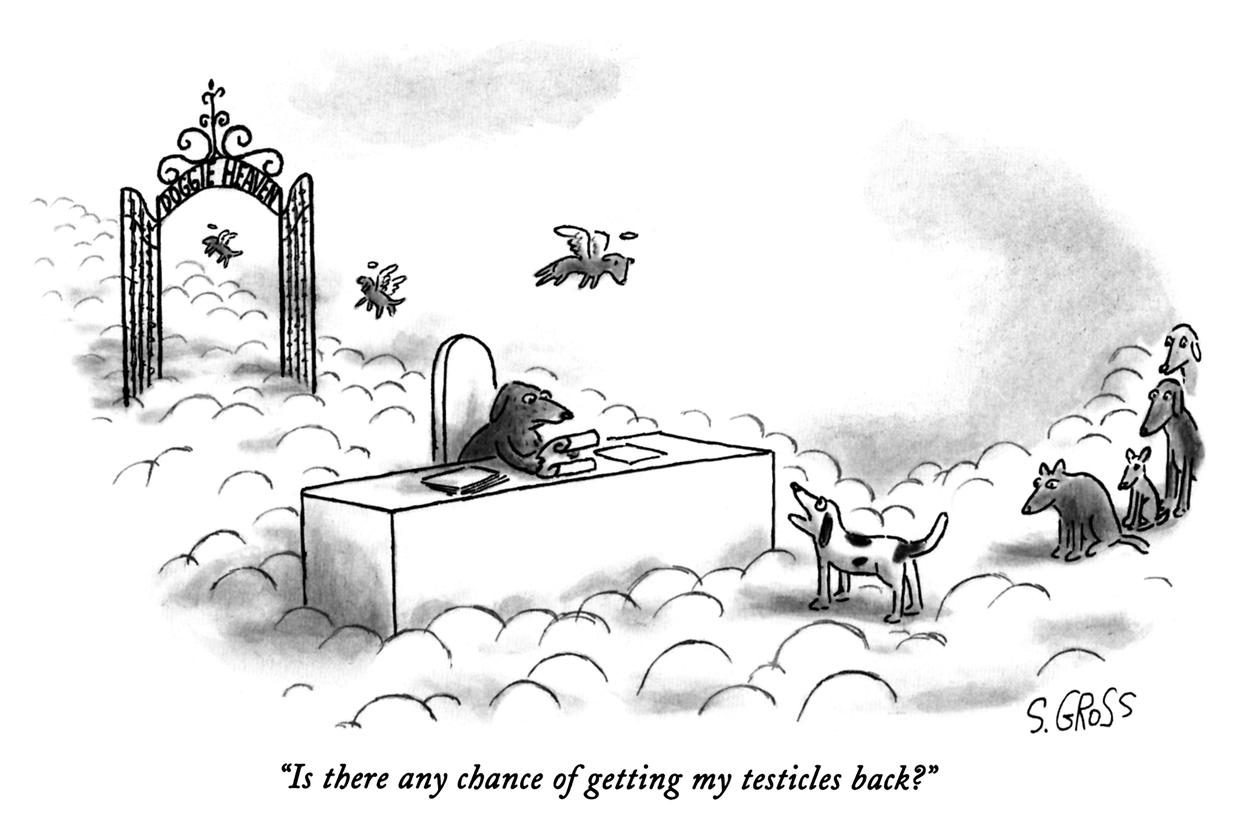 Our Favorite New Yorker Cartoons Cbs News 7863