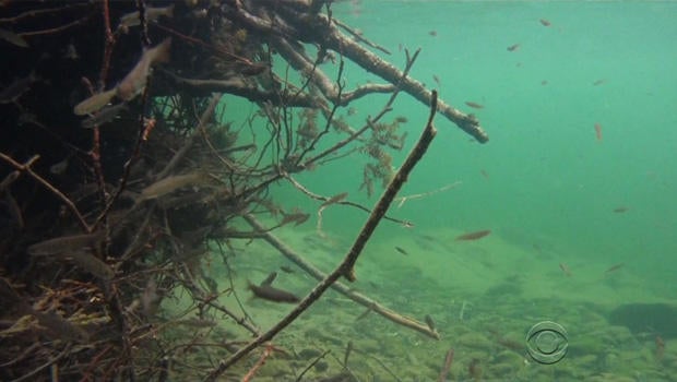 california-drought-salmon.jpg