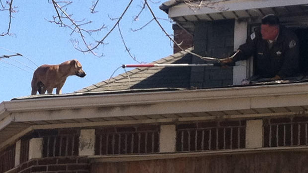Dog On Roof 2 