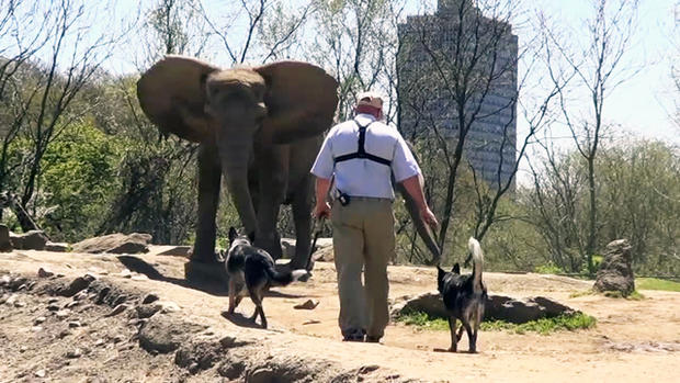 us0513dogsherdelephants640x360.jpg