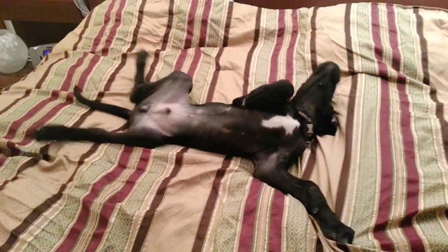 great dane lazy