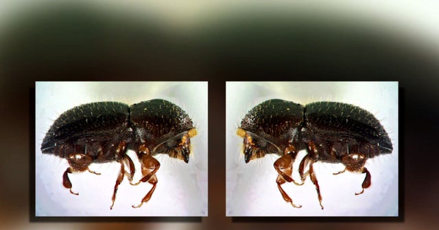 Tree killing bug invades Southern California CBS News