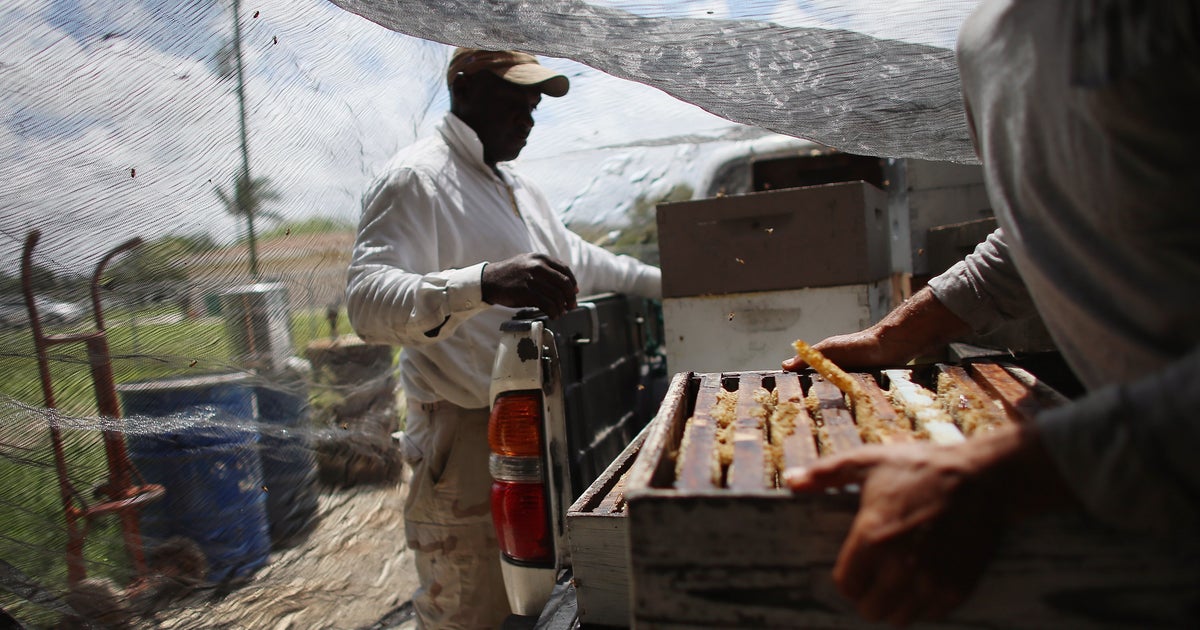 How Home Depot is helping bees CBS News