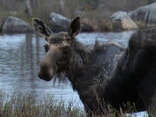 thoreau-maine-woods-moose-promo.jpg