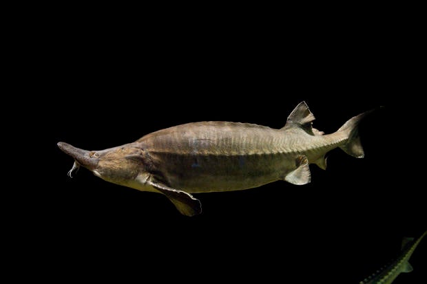 103771063beluga.jpg