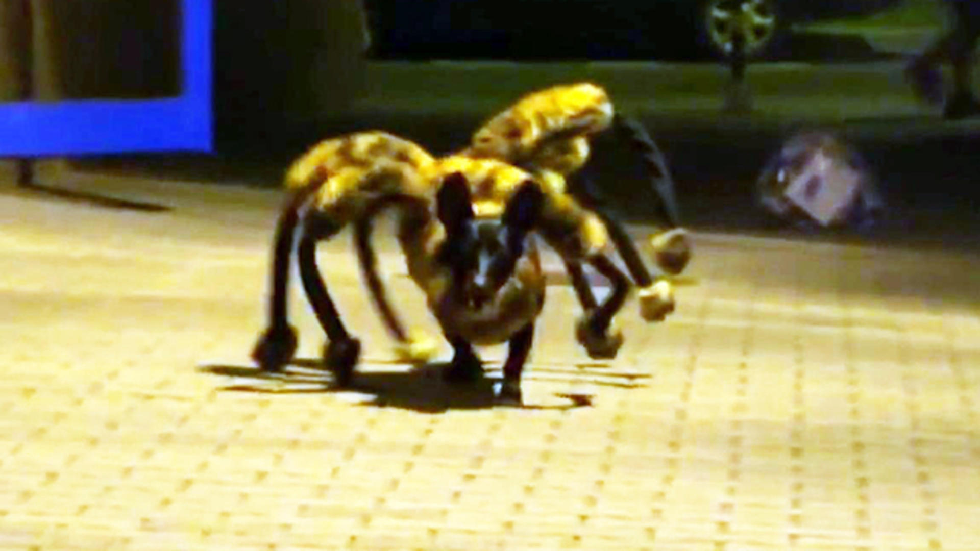 spider dog video