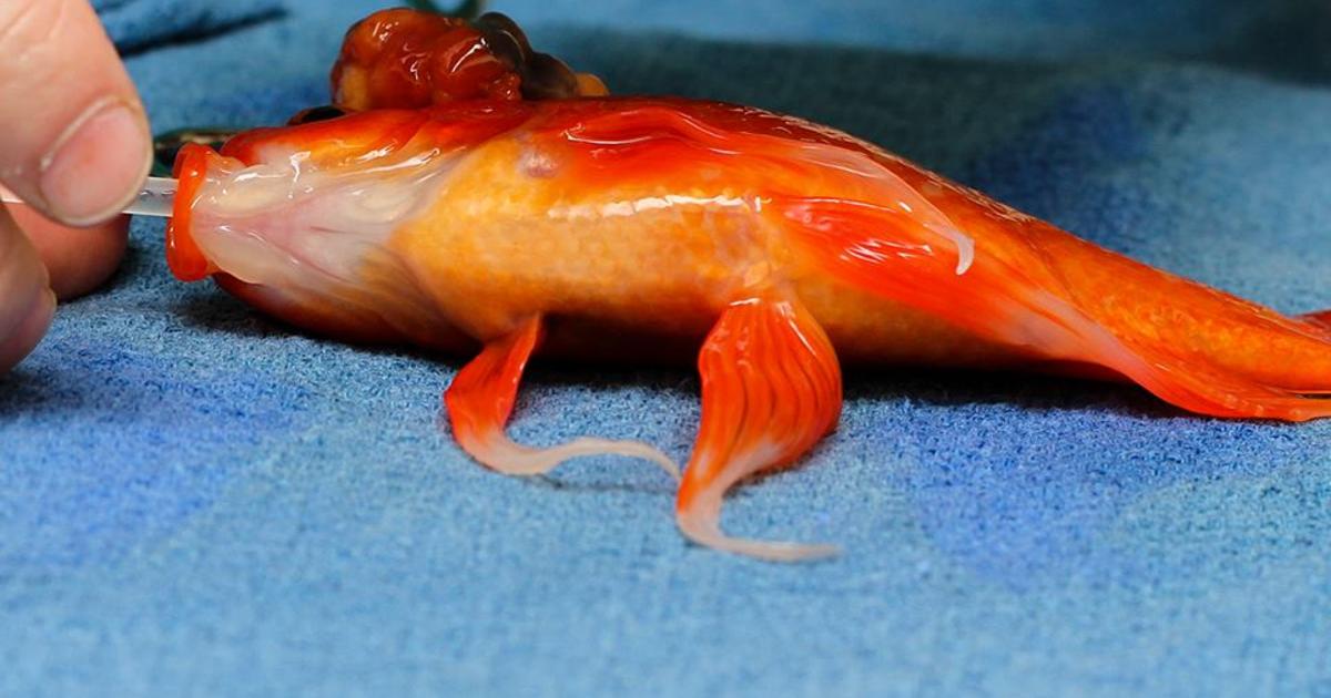 Goldfish named George gets life-saving tumor surgery - CBS News