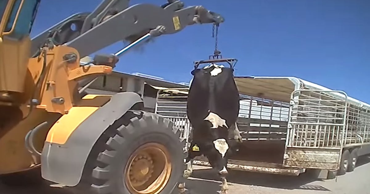 Video shows alleged abuse of cows at New Mexico dairy CBS News