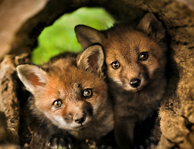 red-fox-kits-cbs.png 
