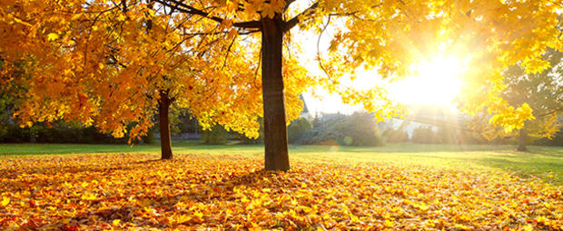 fall leaves colors  610 header 