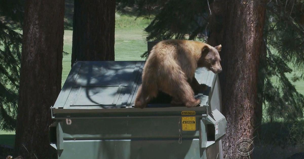 Bears going out on the town in Nevada - CBS News