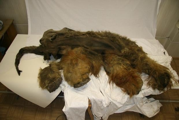 woolly-mammoth-yuka.jpg