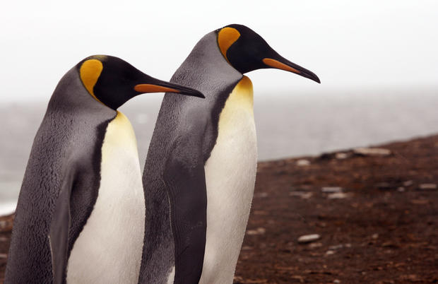 Strange but true: Seals found sexually assaulting penguins - CBS News