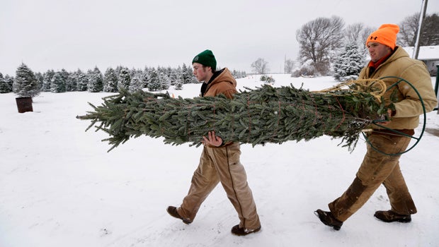 growers thankful for higher christmas tree prices cbs news growers thankful for higher christmas tree prices cbs news