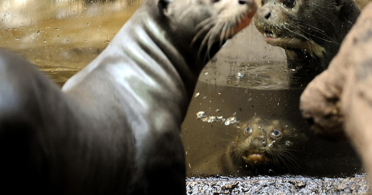 Giant Otters Create A Chorus Of Sounds In The Amazon Cbs News