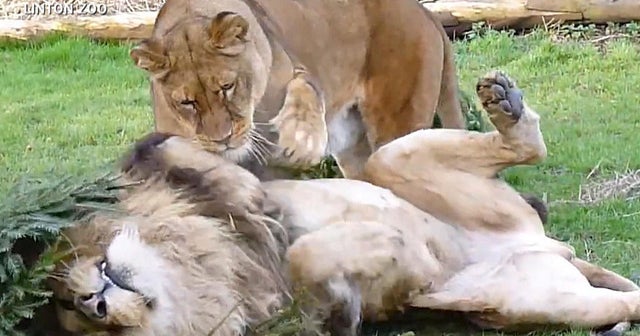 Lions get Christmas trees as postholiday treats Videos CBS News