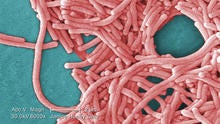 legionella-bacteria-legionnaires.jpg