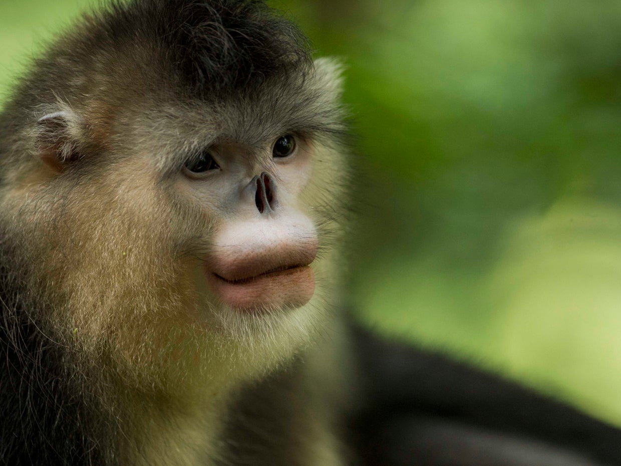 China's rare snubnosed monkeys CBS News