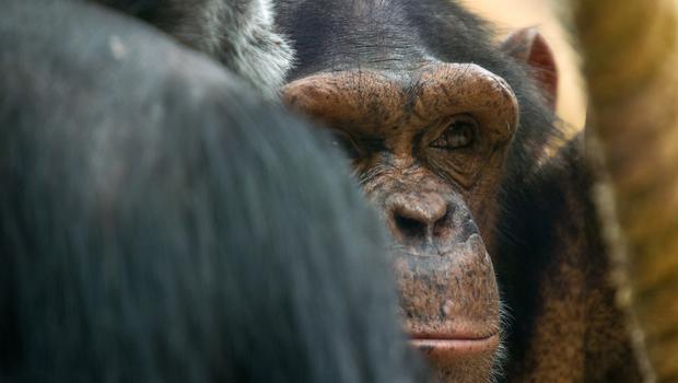 Chimps and gorillas are Ebola's unseen victims - CBS News