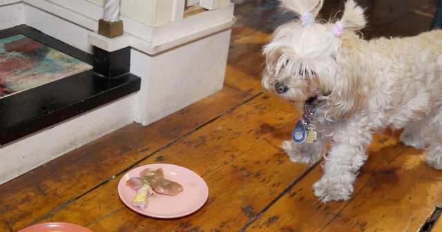 kibbles n bits recall