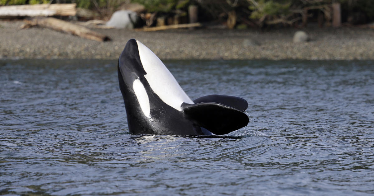Endangered orcas at risk from U.S. Navy, activists warn CBS News
