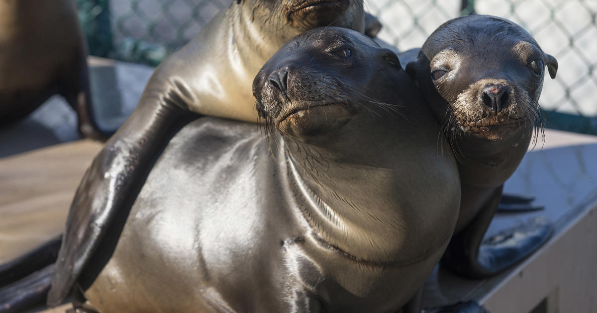 Baby sea lions in California beaching themselves in record numbers