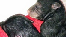 bearcub020515.jpg