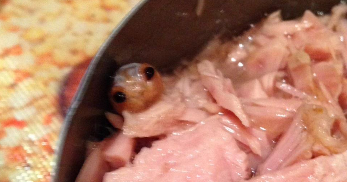 mysterious-creature-in-can-of-tuna-may-have-been-identified-cbs-news