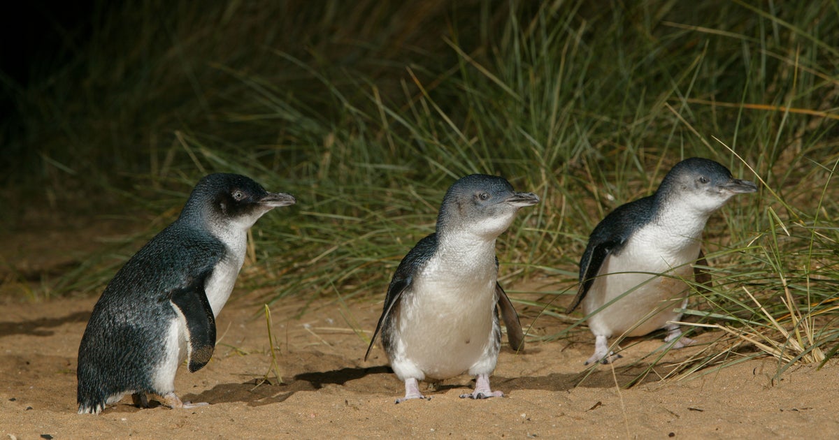 Sweaters For Penguins Cbs News
