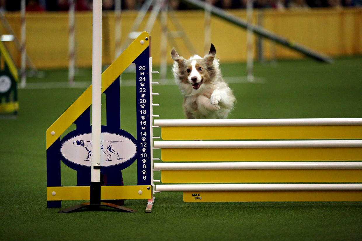 Westminster Kennel Club competition Dogs compete in the WKC agility