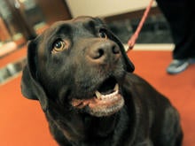 labrador-retriever160384717.jpg