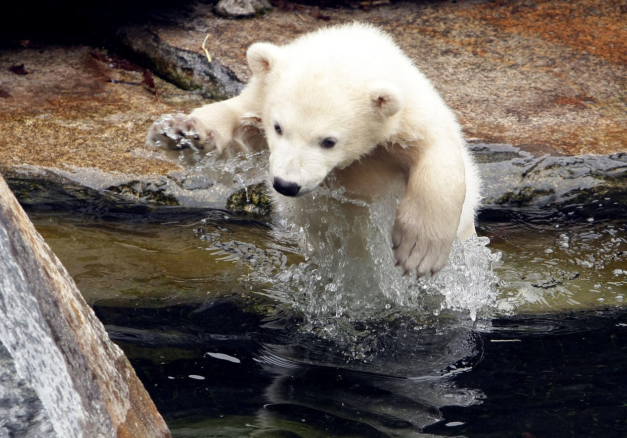 Polar Bears world celebrates international polar bear day for