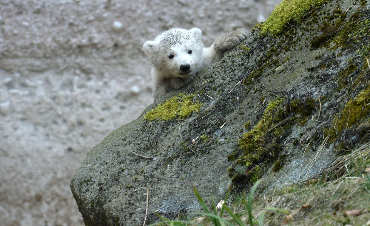 Polar Bears world celebrates international polar bear day for