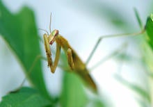 praying mantis