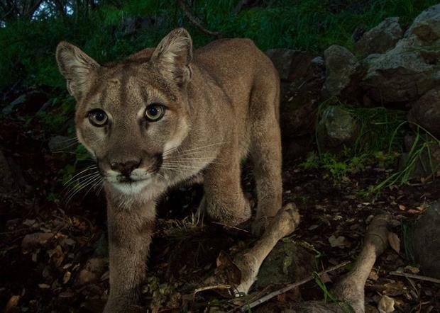 Big Cat Supper Mountain Lion Cubs Caught On Camera - 