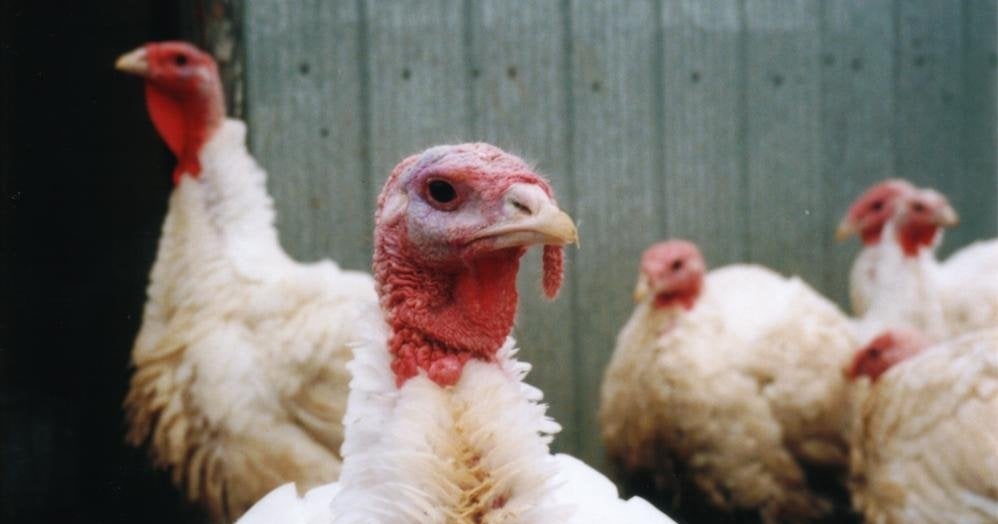 Salmonella outbreak in turkey turns deadly CBS News