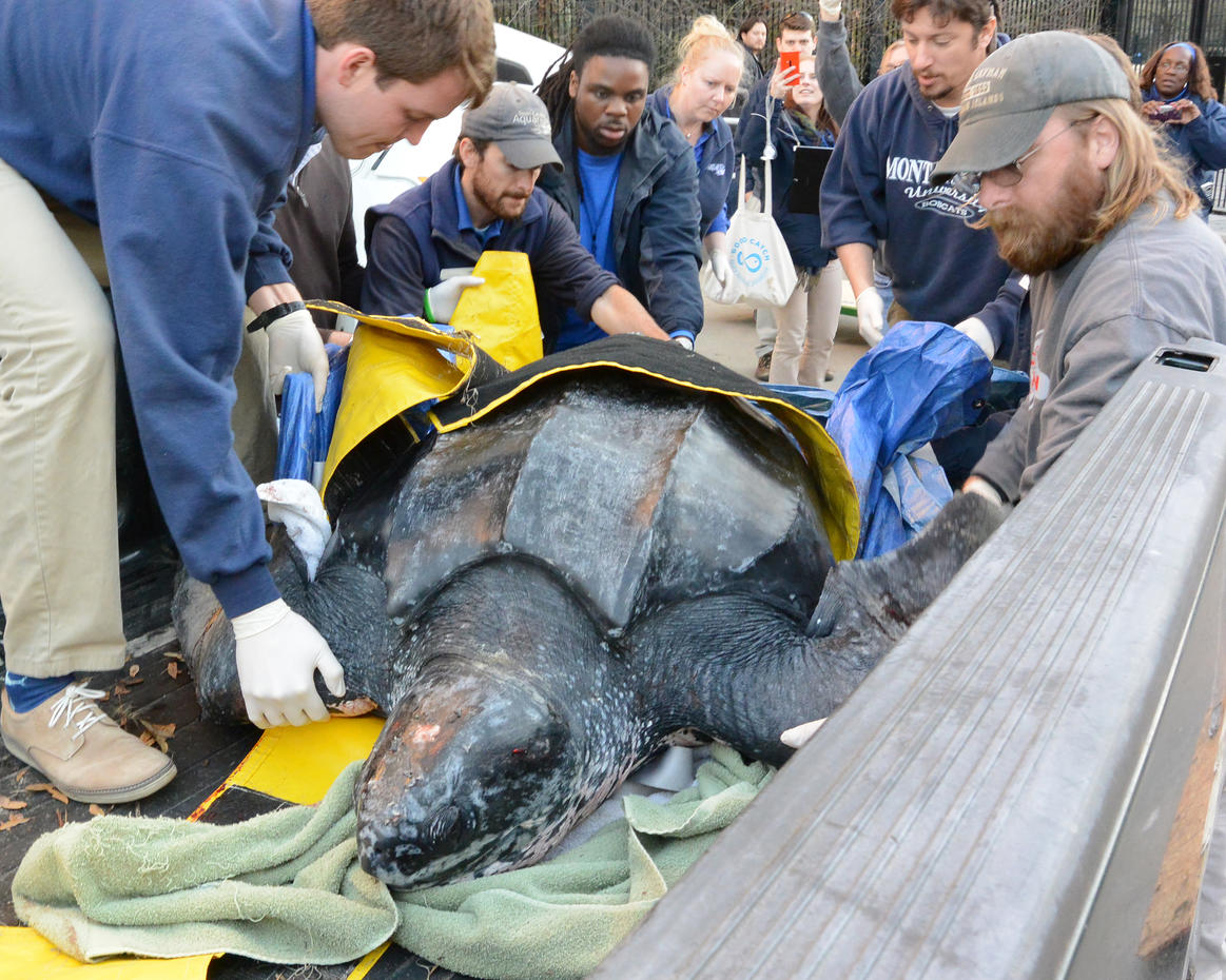 Yawkey - sea turtle rescue - 500 pound leatherback sea turtle rescued after washing ashore in ...