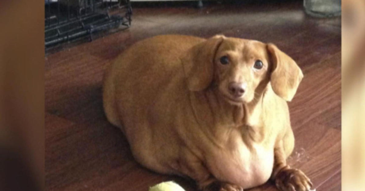 Dennis the dachshund's diet success story CBS News
