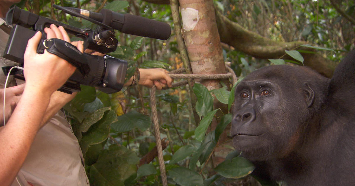 documentary gorilla image