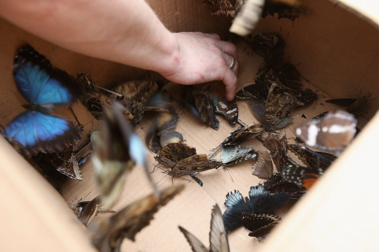 Sensational butterflies exhibit at London's Natural History Museum