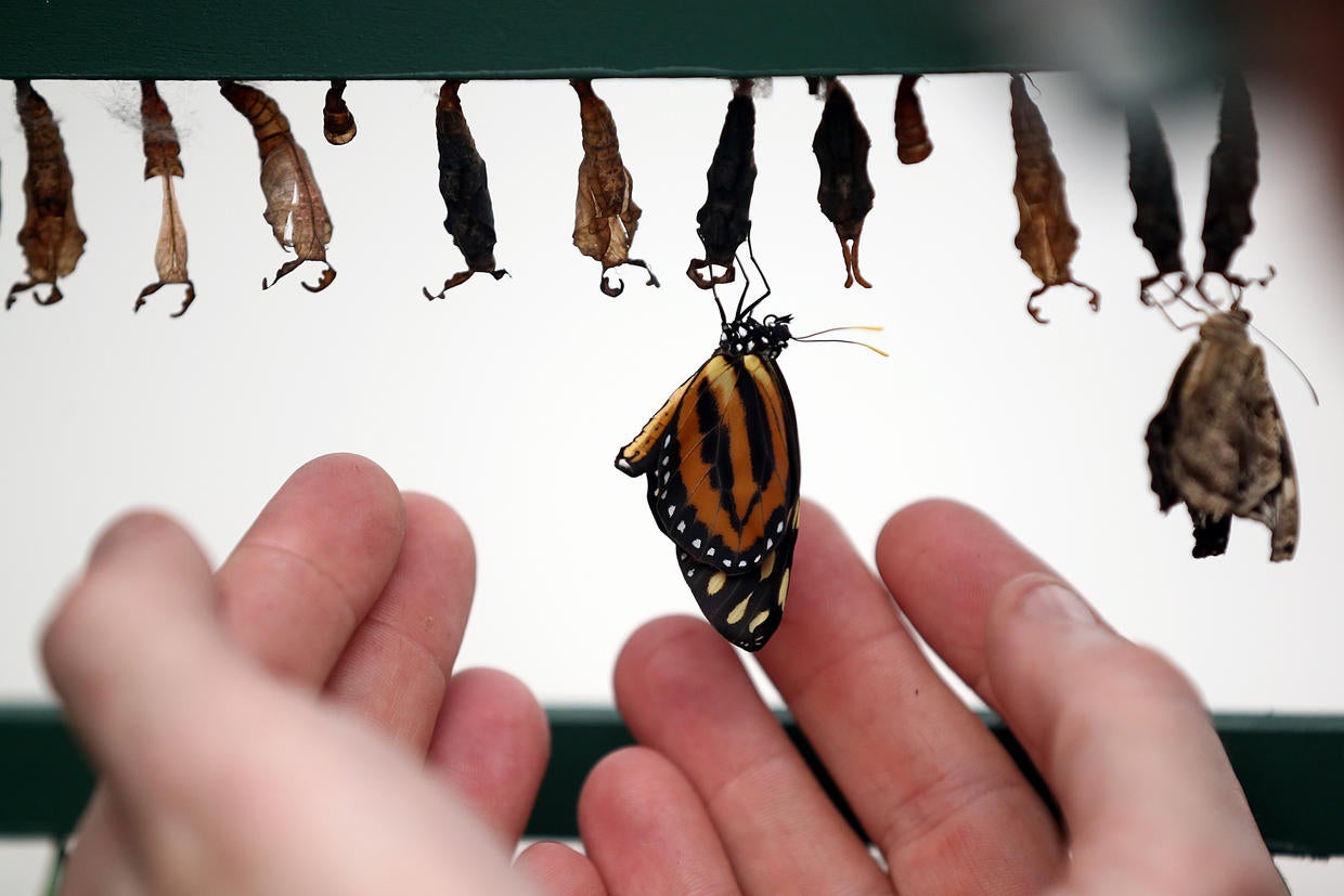 'Sensational Butterflies' Sensational butterflies exhibit at London's