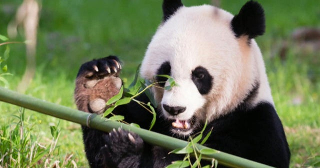 Panda poop reveals they're bad at digesting bamboo CBS News