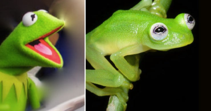 Kermit responds to newly discovered lookalike frog CBS News