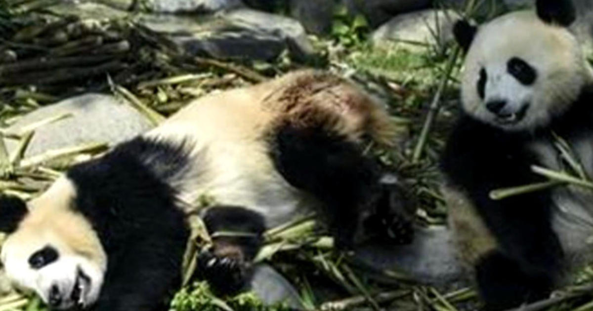 Ten people arrested in China for killing wild panda - CBS News