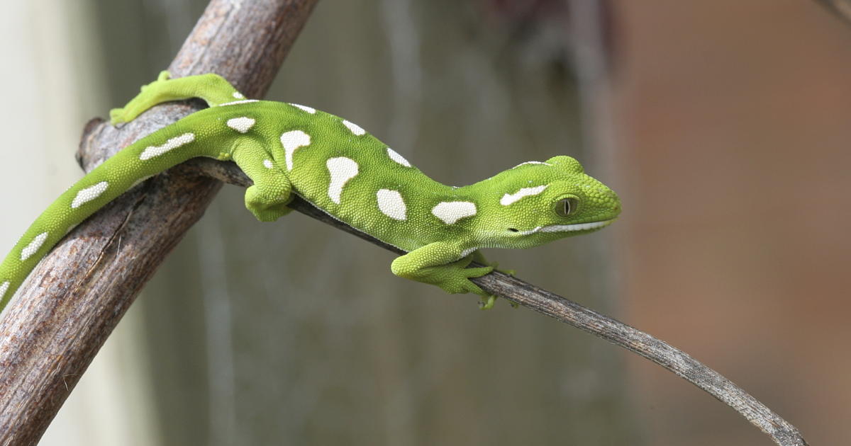 a pet gecko
