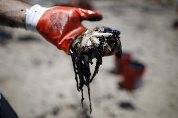 Animals of the oil spill - Wildlife victims of the Santa Barbara oil
