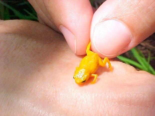 tiny-brachycephalus-frog.jpg