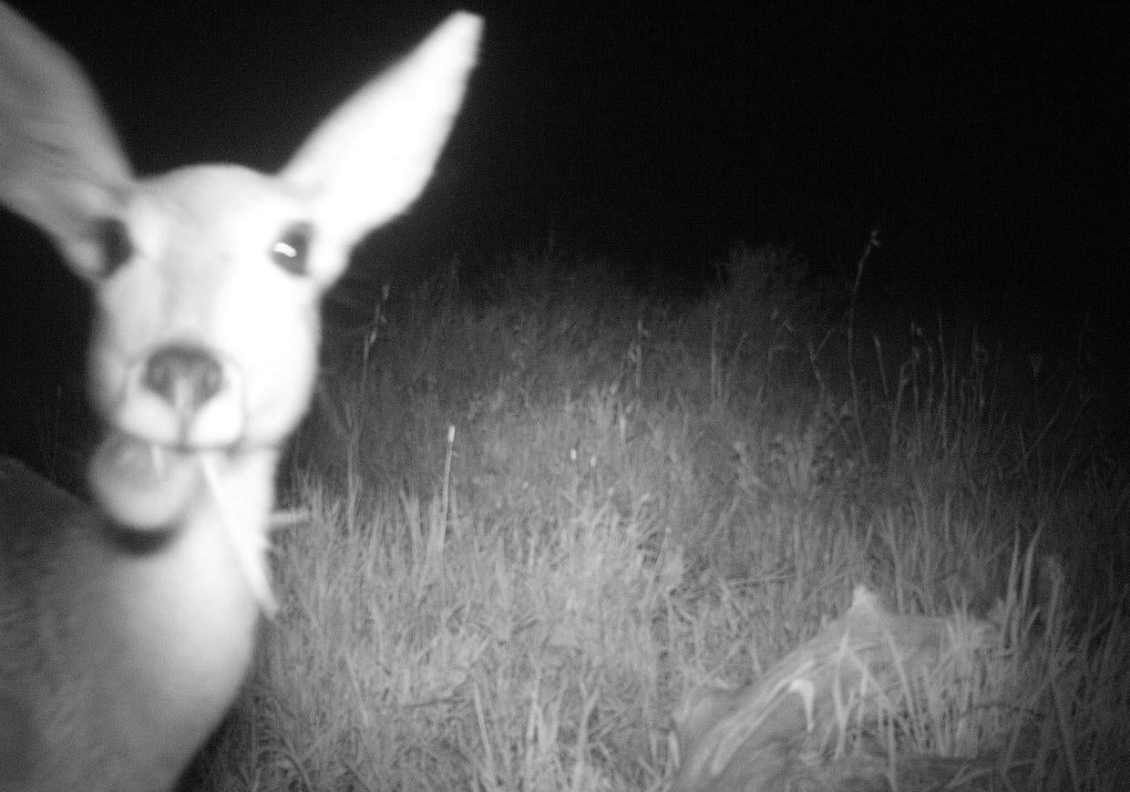 Animals doing people things - CBS News