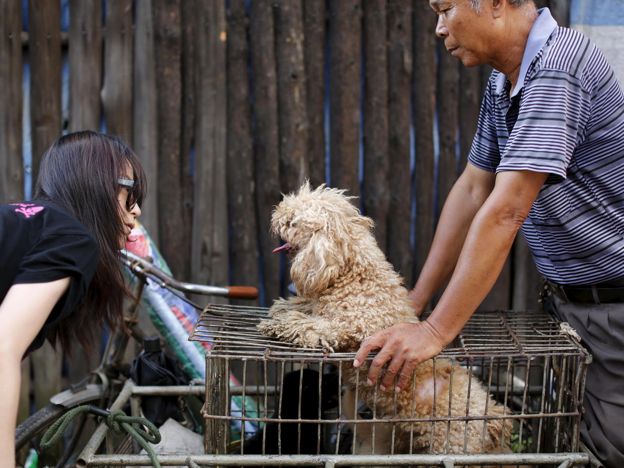 Dog meat festival Chinese dog meat eating festival goes on despite