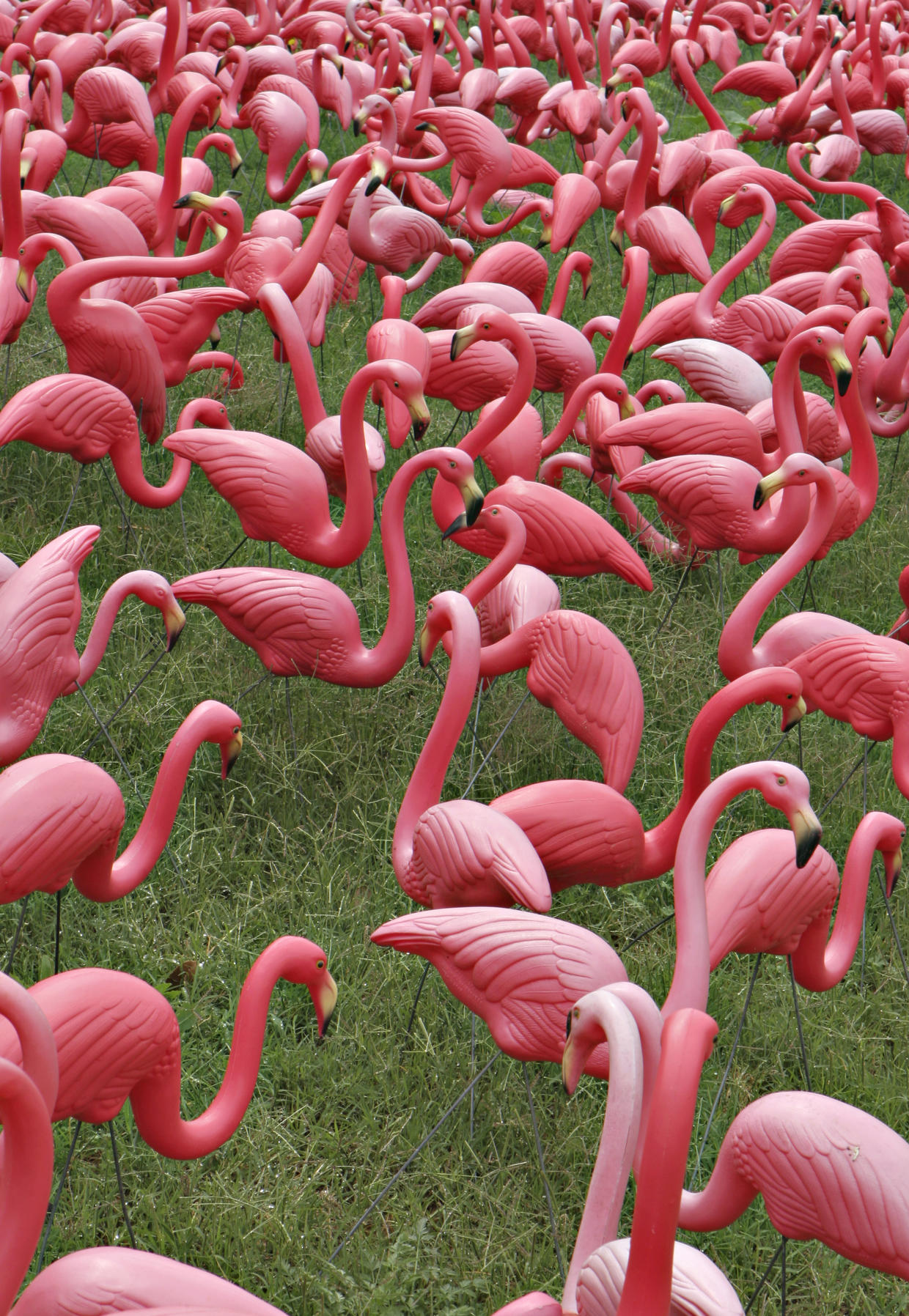 pink flamingo lawn